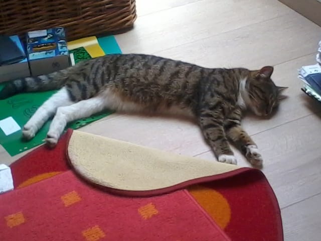 Chat Squatteur