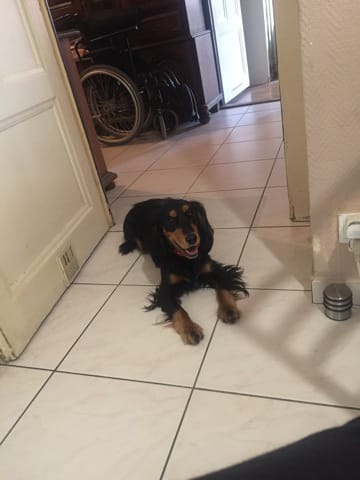 Don adorable cocker anglais F