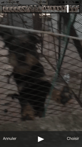 Besoin de votre aide pour connaître la race d’un chien