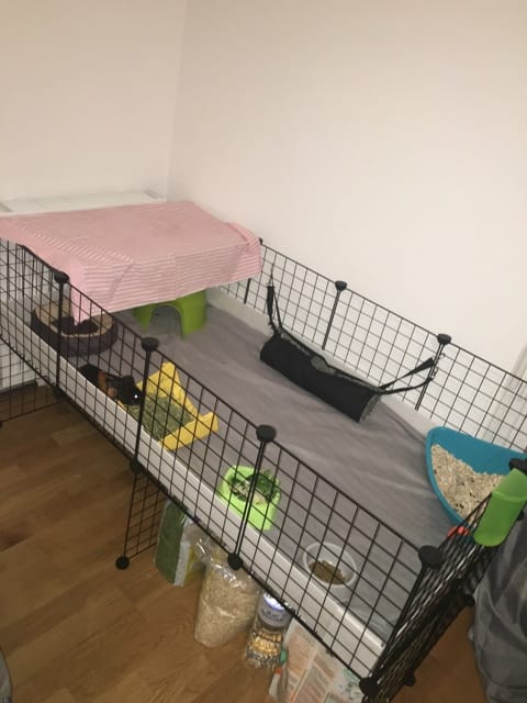 Mon cochon d’inde Veux s’échapper !