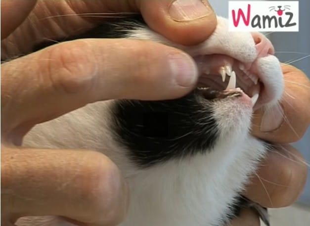 Dentition chaton.