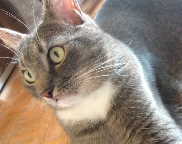 Larme sur l'oeil gauche.