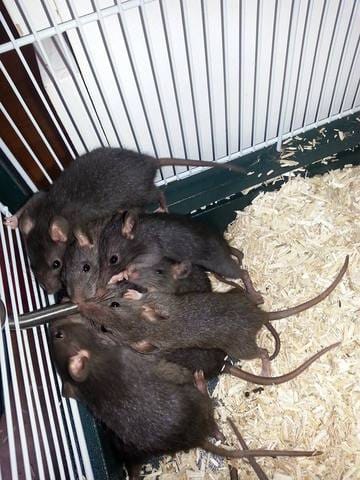 Donne 13 bébés rats Berkshire