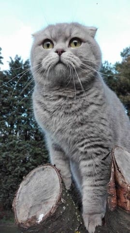 Couleurs des chatons