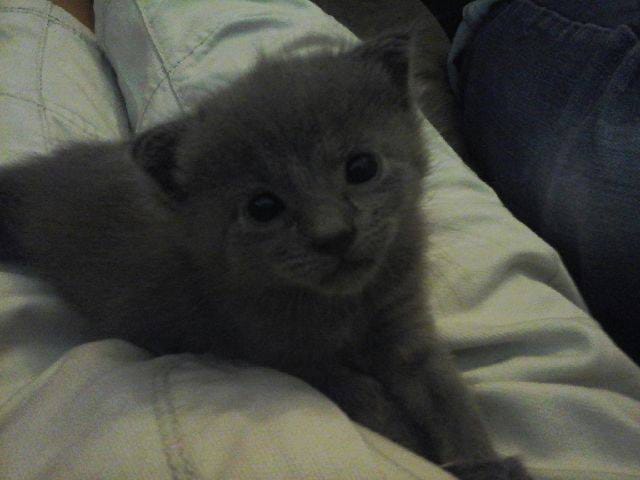 Songade nom