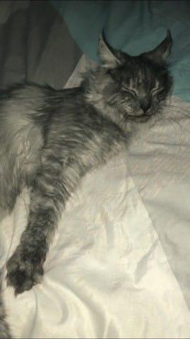 Qu’elle est la robe de ma coon ?