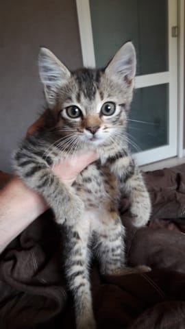 Chaton: aidez moi a determiner sa race...