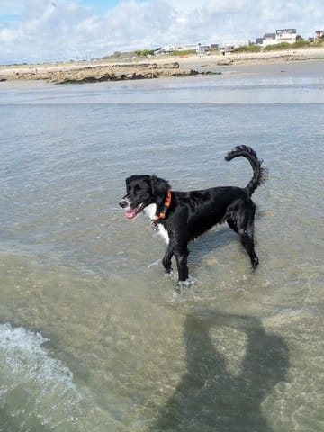 Quel est le croisement de mon chien ?