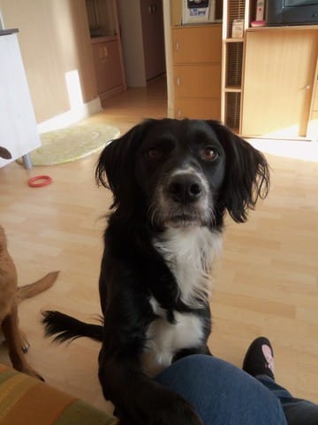 Recherche Cobayes Chien et Chienne 92 RP