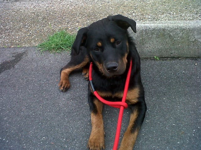 Histoire d'une Chienne érante Rottweiler agée de moin de 15mois
