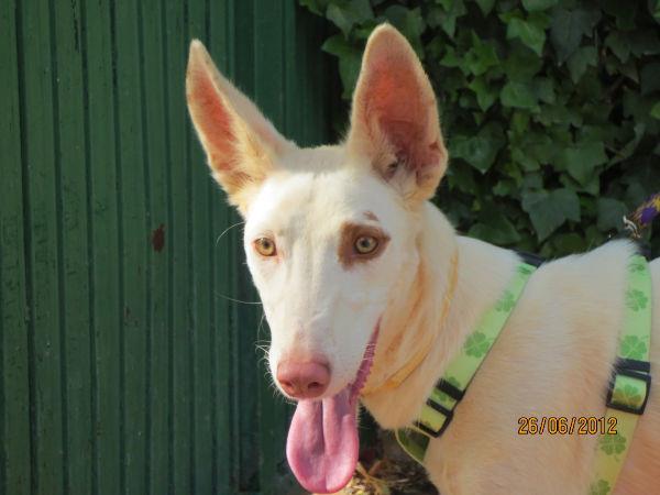 VOICI TANGERINE LA CHIENNE QUI ARRIVE EN FA CHEZ MOI