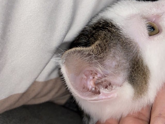 Démangeaisons oreilles