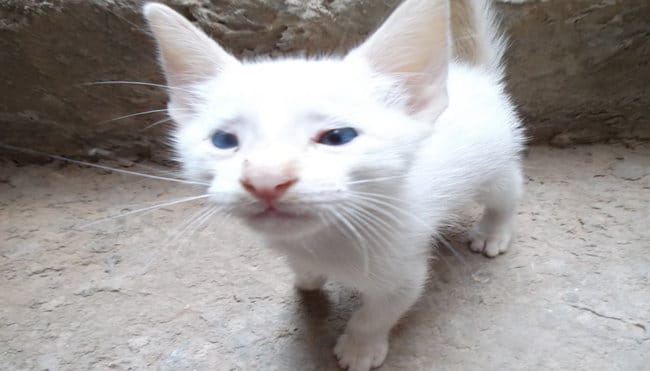  Comment puis je savoir si mon chat est pure race