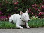  Dresser votre chien turbulent en très peu de temps ?