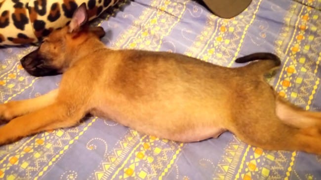 Mon chiot est gonfler sets normal ?!?!?
