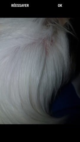 Peau sèche cochon d'inde