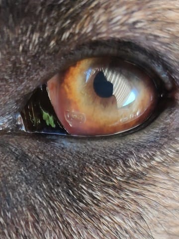 Gène oculaire chien