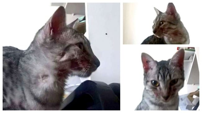 Chaton avec plaies sur la tête