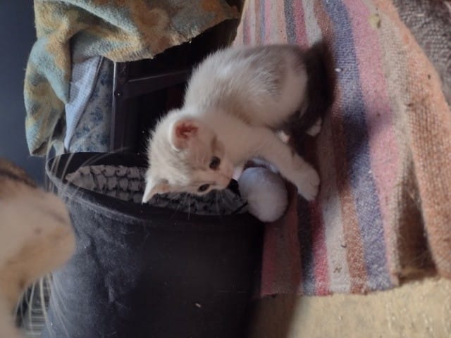 De quel sexe sont mes chatons ?