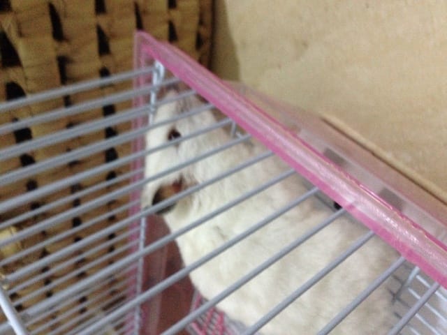 Quelle est la race de mon hamster ? Est-elle enceinte ou pas ??