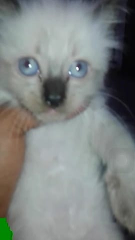 De quelle race s'agit ce chat ?