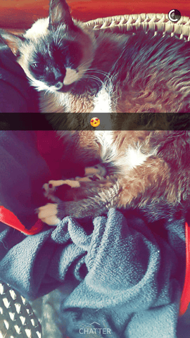 La race de chat