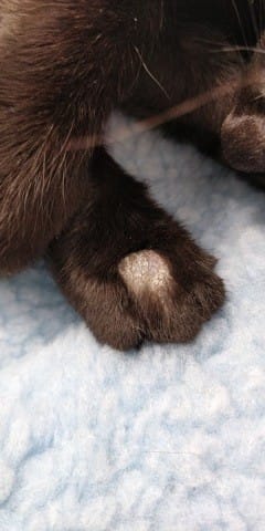 Mon chat a un trou sans poil recouvert d'une épaisse croûte à une patte arrière