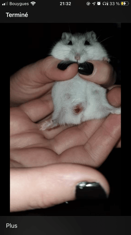 Plaie en bas du ventre