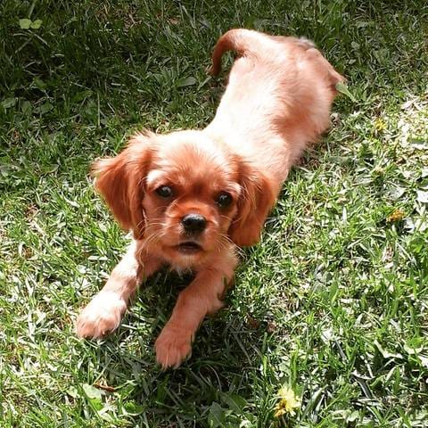 Des nouvelles de Lady après un mois ! :)