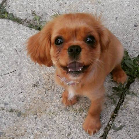 Pour les Amoureux des Cavaliers