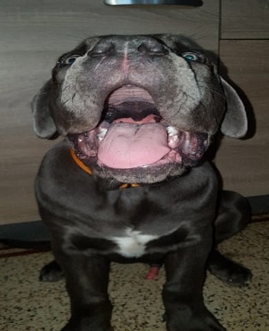 Sirius 4 mois