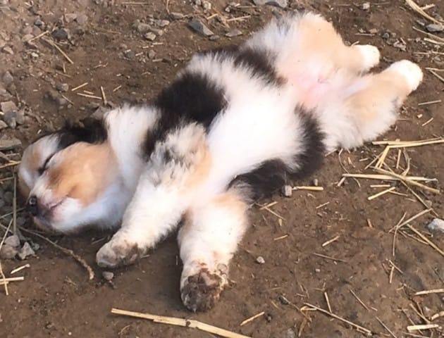 Berger australien blanc envahissant?