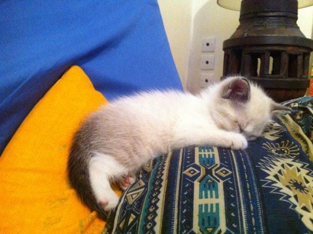 Chaton tabby point ?