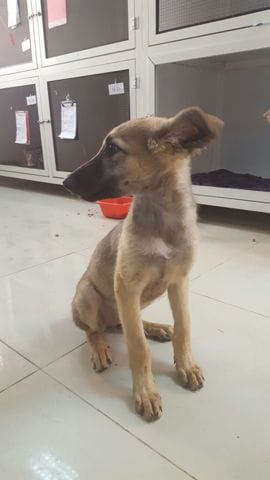 Ma petite chienne arrive bientôt : Petit Sondage