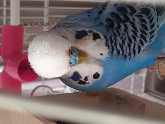 Perruche ondulée blessée