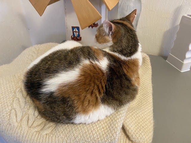 Quel est le nom du pelage de mon chat ?