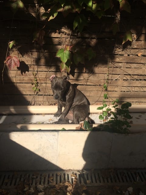 Mon chiot m'inquiète..