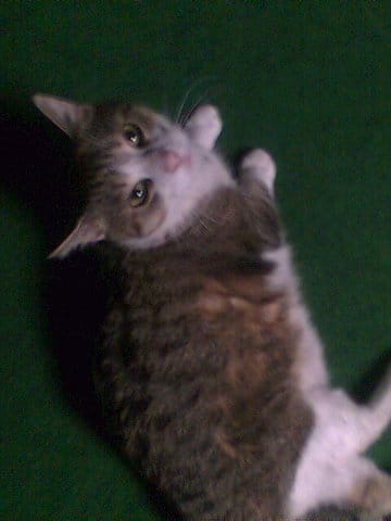 Mon chat tres bizzare je peux meme pas le toucher