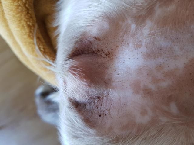 Blessures sur le sexe de mon chiot