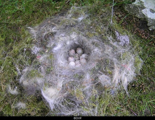 Nidification de mésanges.