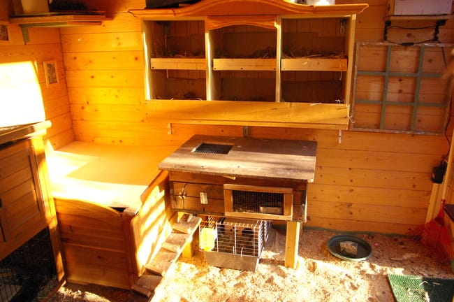 quel animal pour mon fils de 10 ans ?