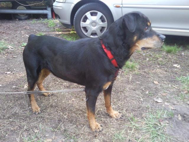 A ma belle Renka...