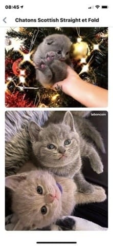 Scottish staight urgent