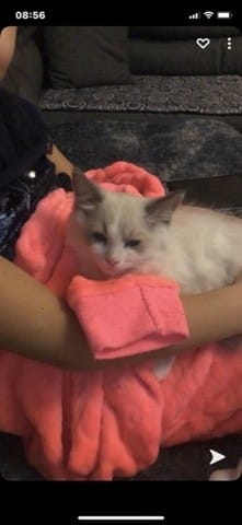 Race est ce un Ragdoll svp !!!!