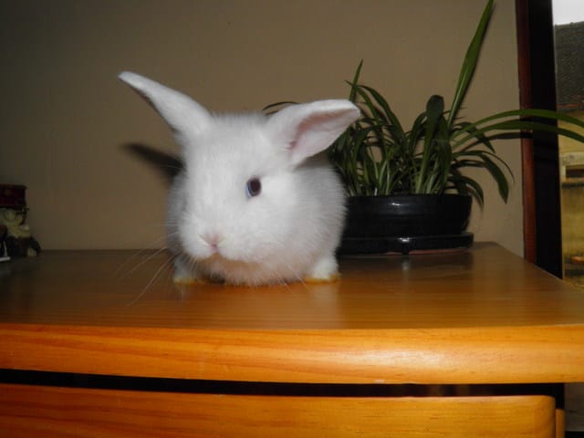 Photo de mes lapinous ! 