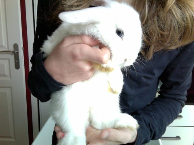 peut on donner des friandises au lapins a 2 mois ?