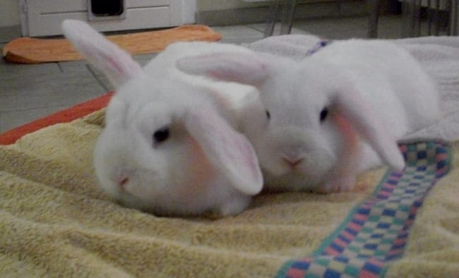 Le post ou toute les photos de vos animaux sont les bienvenue ! 
