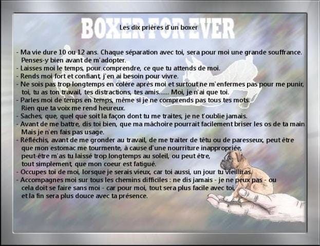 les dix prières d'un chien 