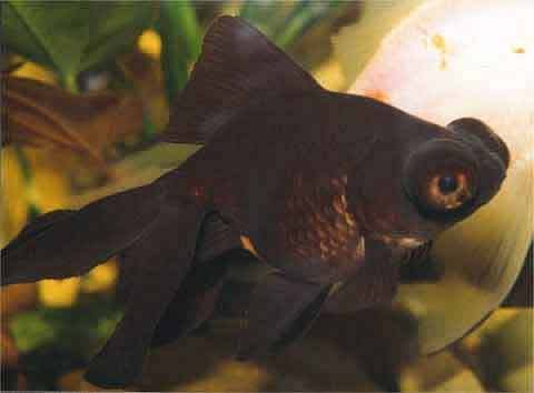 2 eme poisson pour tenir compagnie a Ikéa