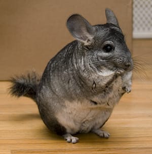 Chinchilla à adopter ! 